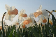Narcissus Pink Silk