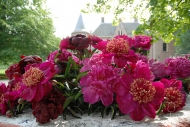 Paeonia collection