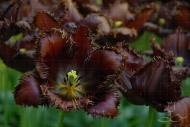 Tulipa Black Jewel