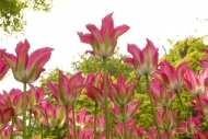 Tulipa Green Village