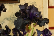 Iris Black Dragon
