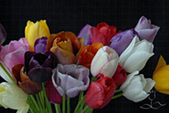 Single late tulips mix